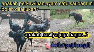 apakah perkawinan ayam satu saudara itu boleh dan bagus hasilnya?