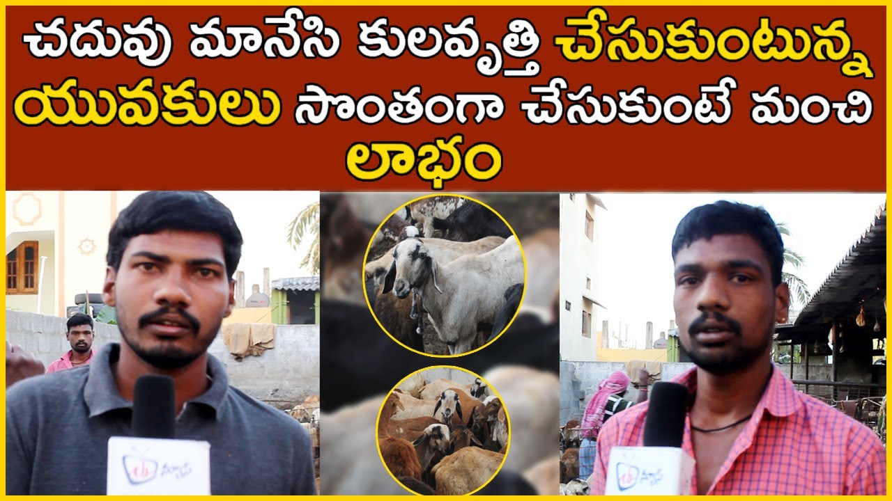 Sheep Farming is very Profitable Business Double the Profit in 5months