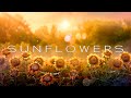 Sunflowers  deep healing relaxing music  meditation ambient music