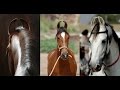 Описание Марварской лошади