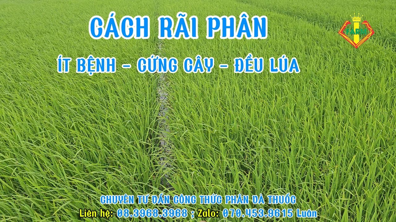 RÃI PHÂN LÚA MÙA MƯA - RÃI NUÔI CHỒI, RÃI ĐÓN ĐÒNG  - LÚA CỨNG CÂY, ĐỀU LÚA