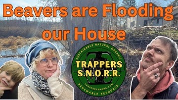 Beavers are Flooding our House!