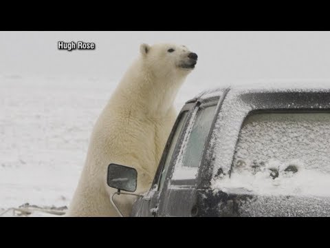 polar-bears-descend-on-alaskan-village,-causing-tourist-boom:-part-1