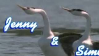 Bird Idol   Walk on the Wild Side   BBC New