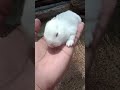 Cute baby rabbits dk dk dkshorts