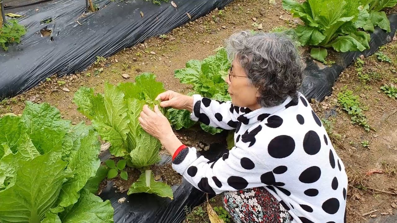 (Корейская деревня) Уход за урожаем и употребление блинчиков с кимчи в дождливый день