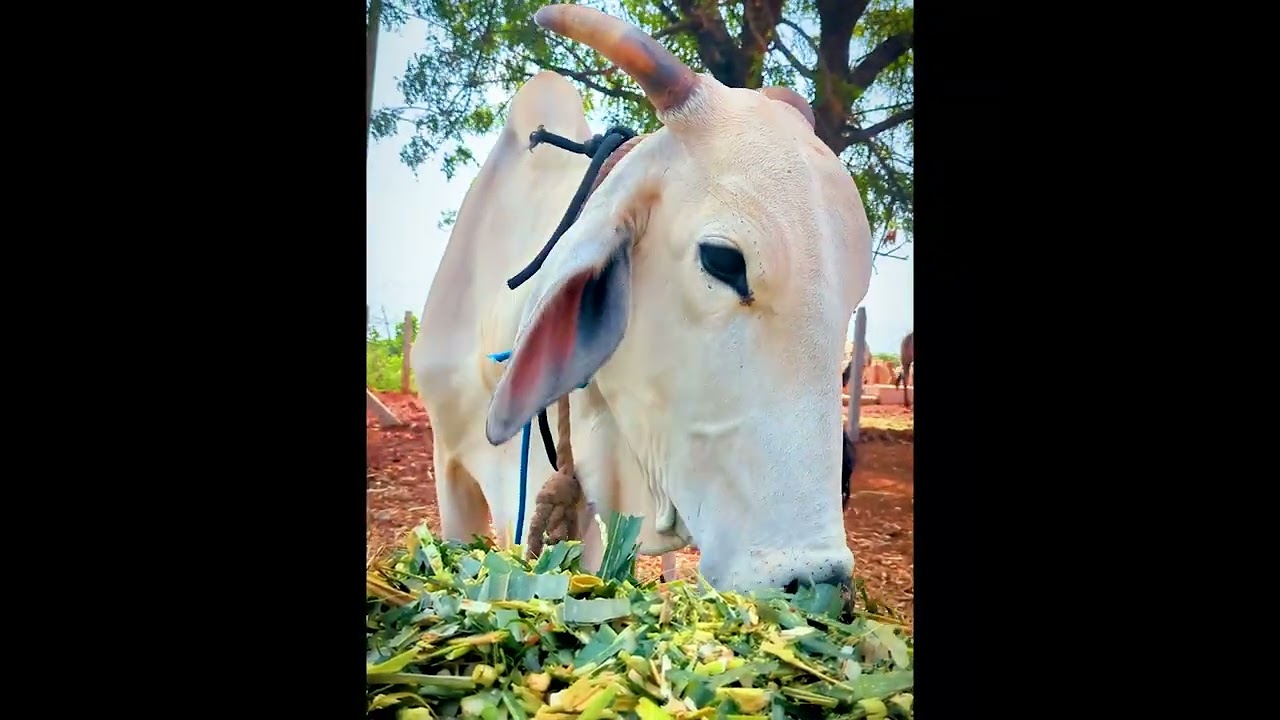 Adopted Cow Kamadhenu Doing Well