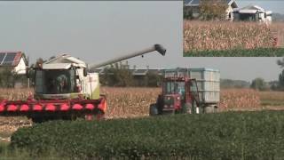 -Corn Harvesting- Trebbiatura Mais 2016