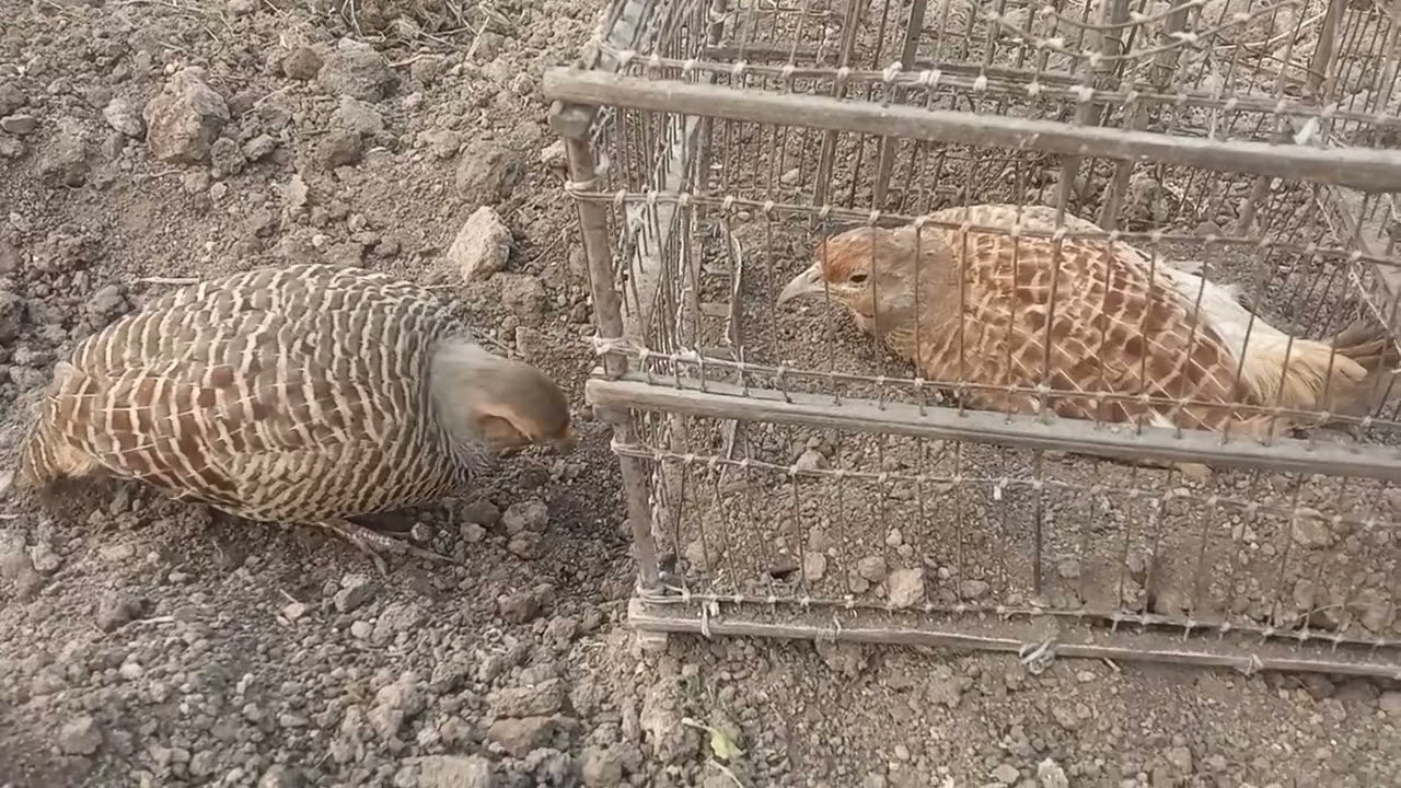 देशी तीतर के साथ ईरानी मादा लगाई।। Gray francolin irani female ।।
