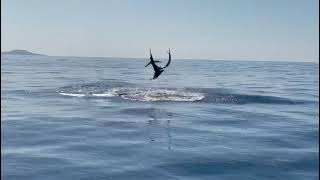 Sailfish caught using a Halco Slidog