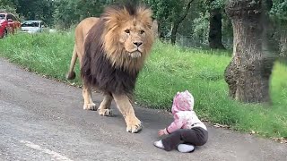 How Does a Lion Treat a Baby?