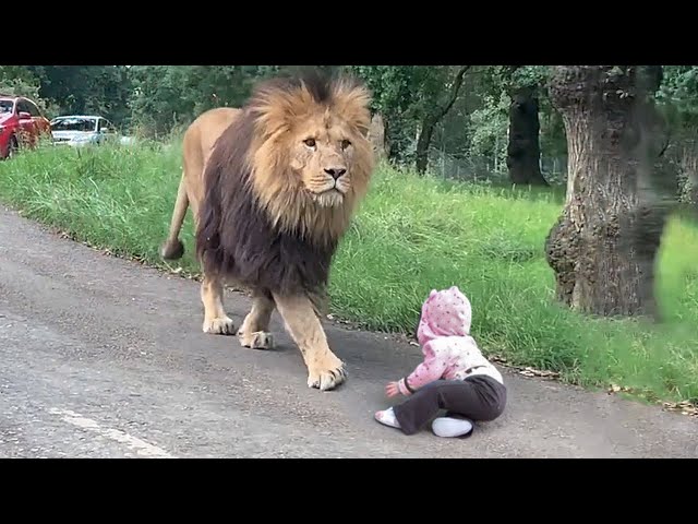 How Does a Lion Treat a Baby? class=