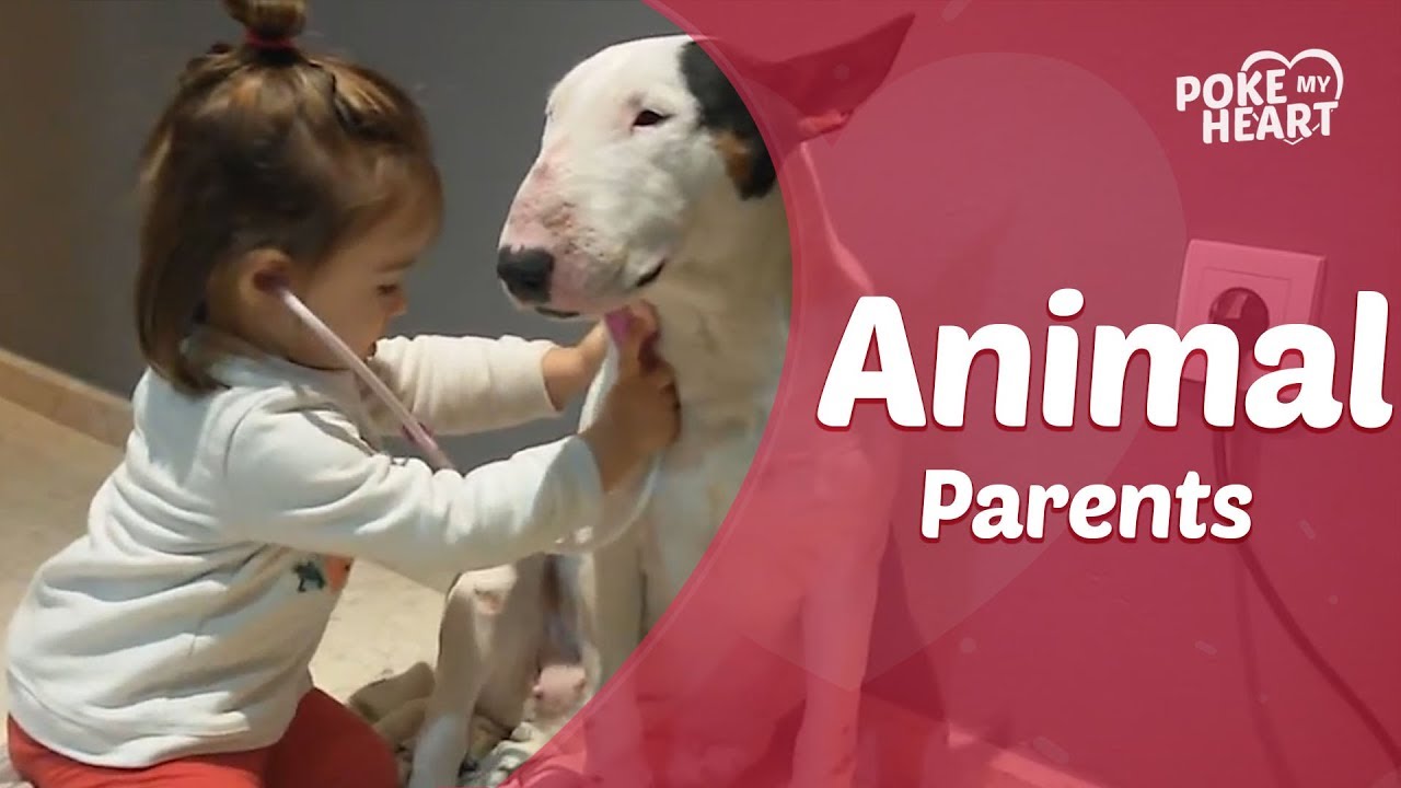 cute videos youtube Animal Parents