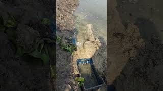 পুটি মাছ ধরছে আদিম পদ্ধতিতে।