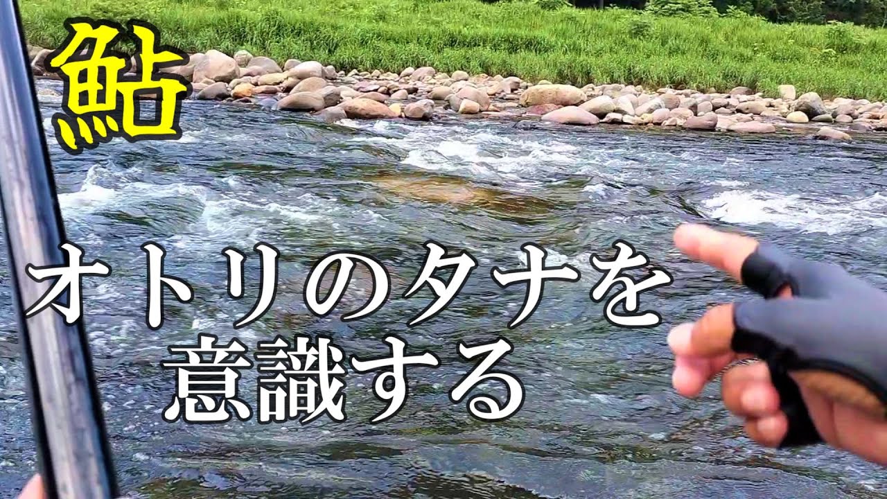 鮎釣り　泳がせて掛かる鮎と引いて掛かる鮎／長良川 郡上
