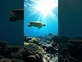 12K Dolby Vision – The Most Beautiful Places on Earth | Ultra HD Cinematic Relaxation Film #shorts