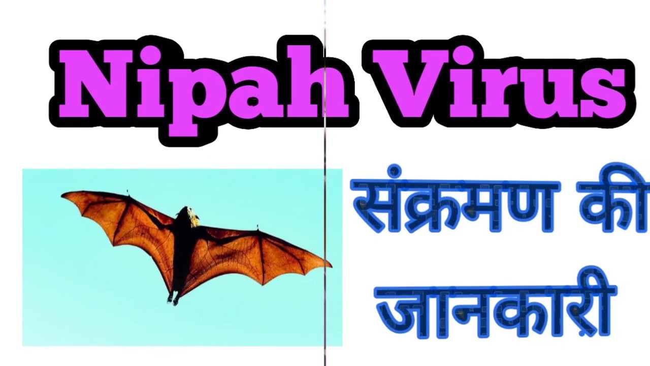 ⁣NIPAH  VIRUS  INFECTION  (निपाह वायरस  इन्फ़ेक्शन )   -  LATEST   INFORMATION   in   HINDI ...
