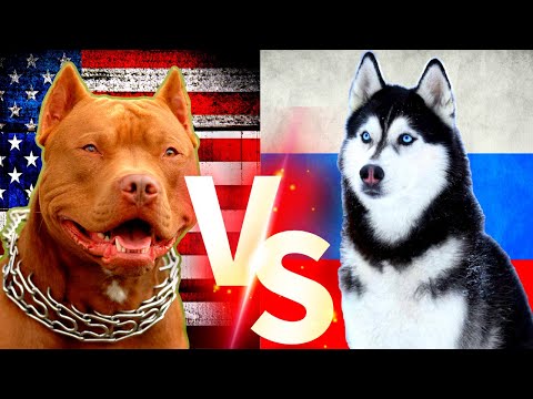 Pitbull Vs Husky ( Sibirya Kurdu ) Köpekleri #pitbull #sibiryakurdu #köpek
