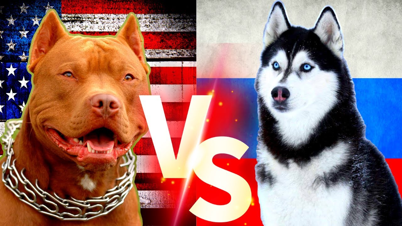 Pitbull Vs Husky Sibirya Kurdu Kopekleri Pitbull Sibiryakurdu Kopek Youtube