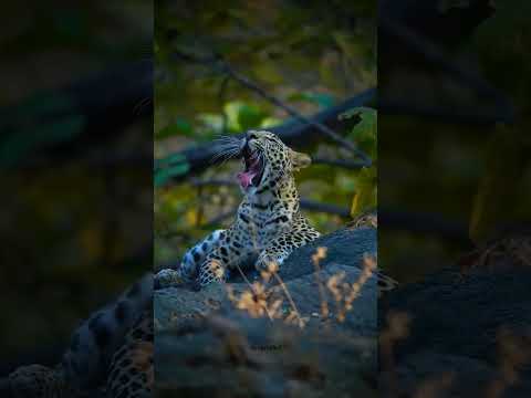 Leopard documentary by