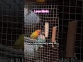 Cute Lovebird moments 🐦❤️ #lovebirds #shorts #ytshorts #parakeets #trending