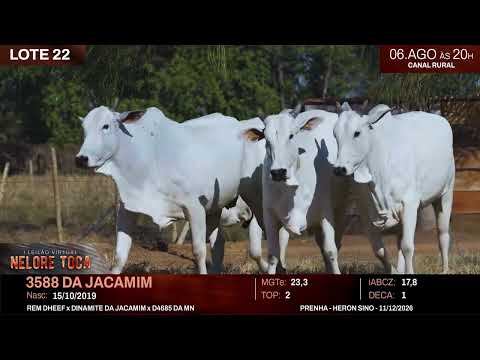 LOTE 22