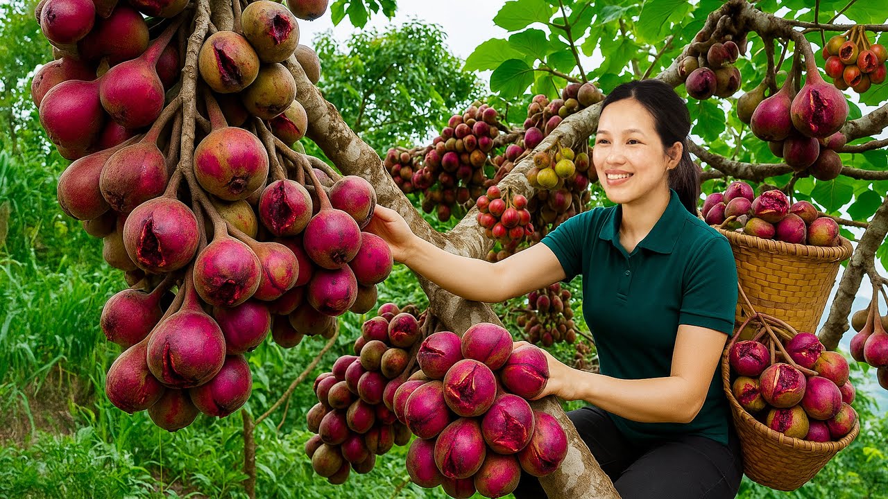 Poor Girl Climbs Tall Tree with Heavy Basket to Harvest Hybrid Vietnamese Figs to sell for a living