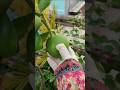 লাব্বাইকা আল্লাহুম্মা লাব্বাইক লাব্বাইকা লা শারিকা লাকা লাব্বাইক 🤲🤲 #labbaikallahummalabbaik