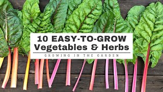 10 EASY-TO-GROW Vegetables & Herbs: GARDENING for BEGINNERS