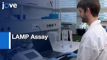 LAMP Assay for Rapid Identification of B. tabaci | Protocol Preview