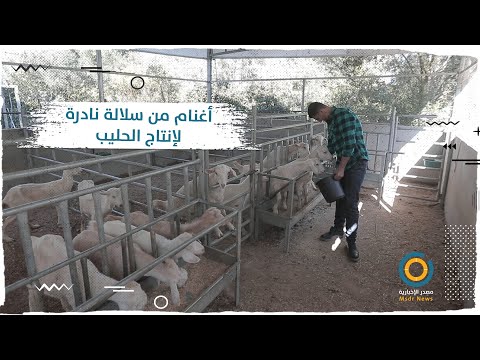 شاب من غزة يقود مشروع ريادي لتربية سلالة خاصة بإنتاج الحليب