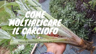 Scarducciatura, moltiplicazione e coltivazione dei carciofi | Mielisa