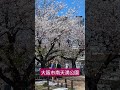 さくら並木　大阪市南天満公園　#さくら