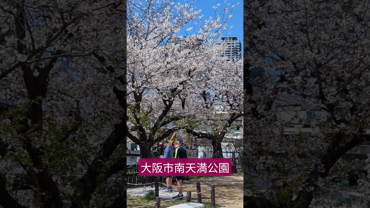さくら並木　大阪市南天満公園　#さくら