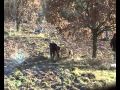 WWW.CANIDATARTUFO.IT  presenta: " il tartufo nero pregiato"
