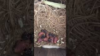 Gökkuşağı İspinozu - Gouldian Finch - Bird Baby - Kuş yavrusu Resimi