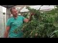 Видео-обзор плодоносящего куста малины сорта Маравилла