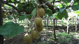 Visiting a kiwi farm in Italy