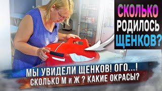 Собака родила! ⚡️ Сколько щенков? Какие они? ♂️♀️