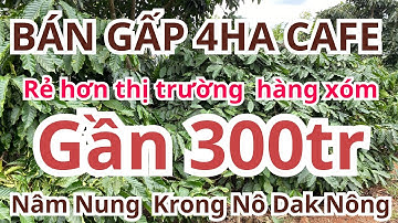 Full cafe xen tiêu sầu Riêng ... sản phẩm vip nhất huyện tại Nâm Nung Krong Nô #nhadatkrongno