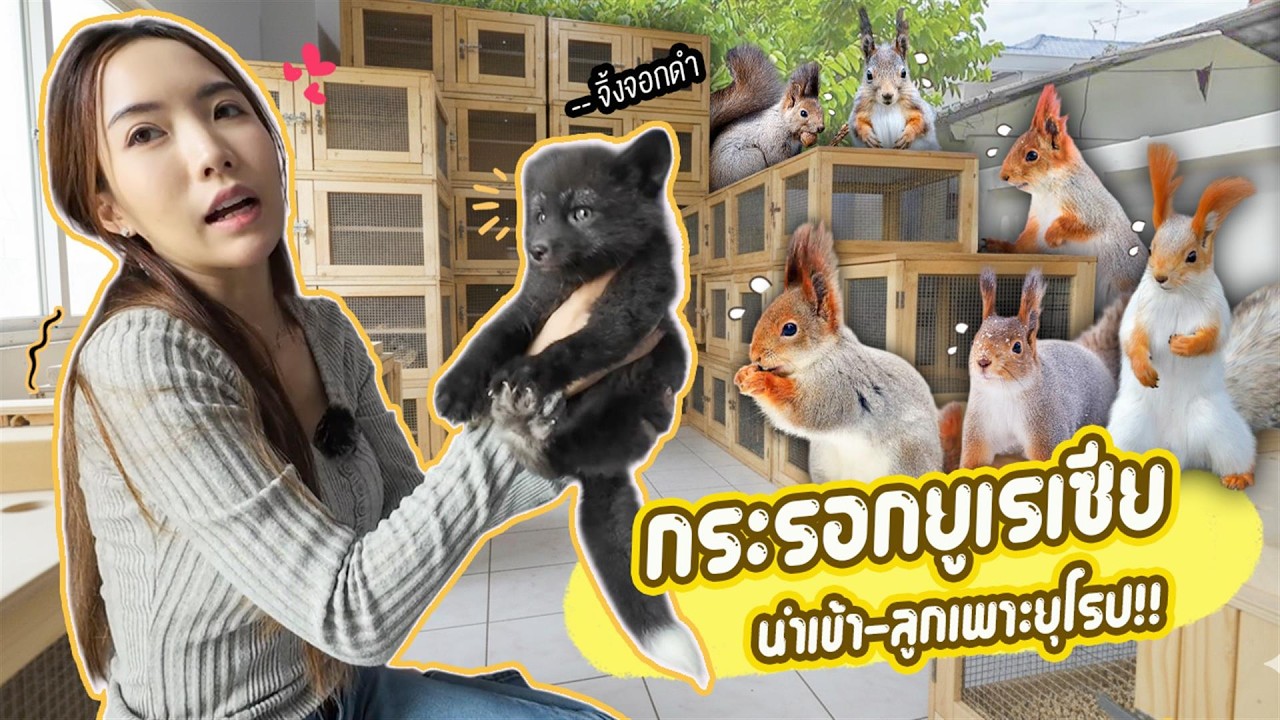 กระรอกยูเรเซียลูกเพาะยุโรป เข้าใหม่ที่ FATCAT EXOTIC