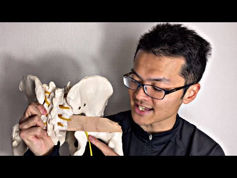 Anatomy of piriformis and sciatic nerve (English)