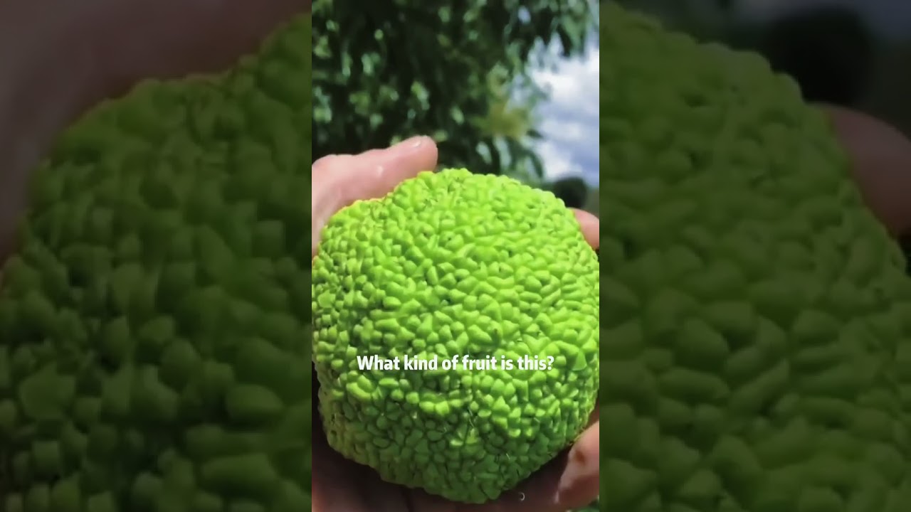 WHAT KIND of Fruit is this?? Rare, peculiar, and poisonous fruits edition