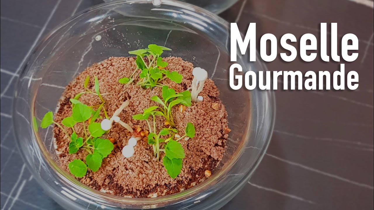 Moselle Gourmande avec le chef Alexandre Sentinelle du restaurant 