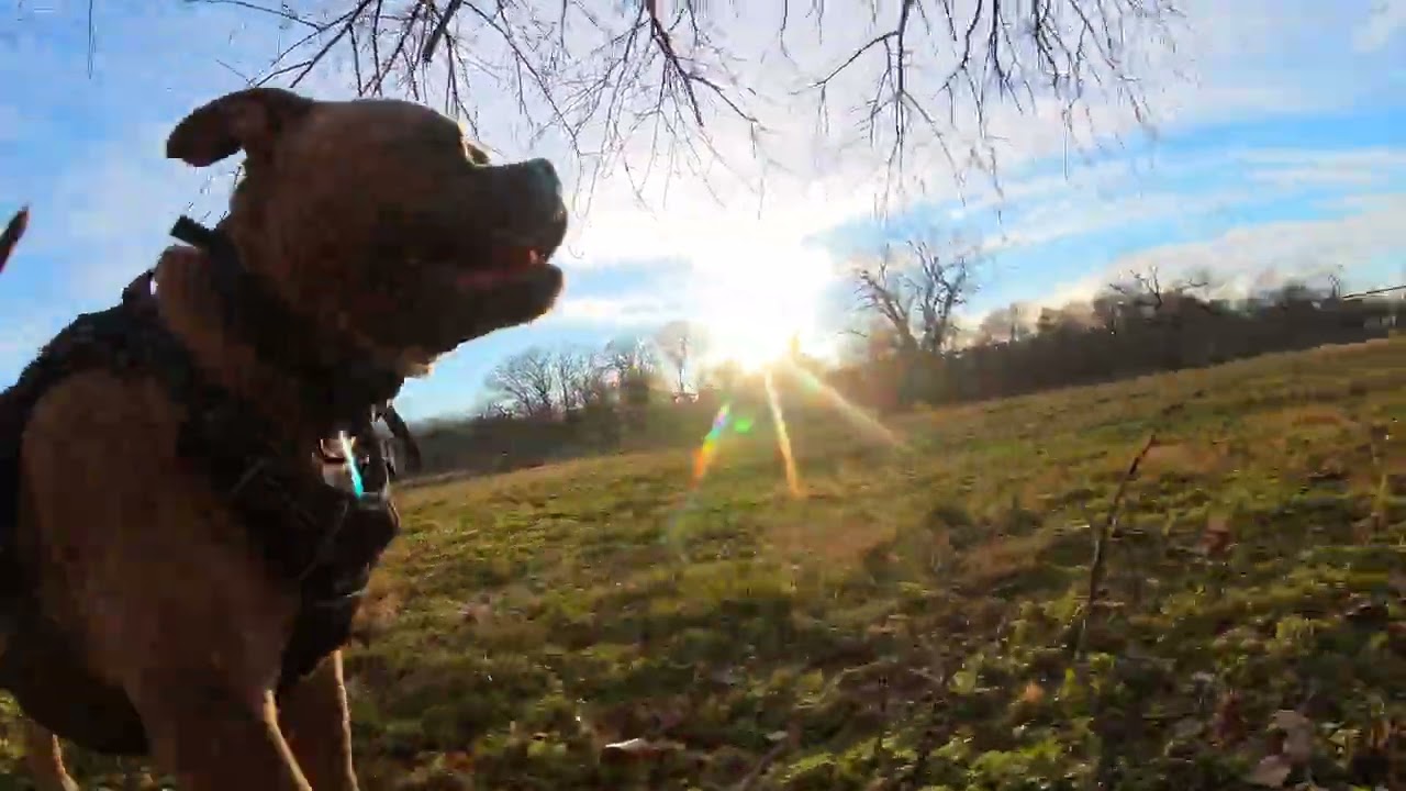Shadow having fun in the twilight at the dog park.🐾😁💙 