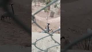 SUBHAN ALLAH WALHAMDULILLAH / BIRDS PLAYING IN ZOO