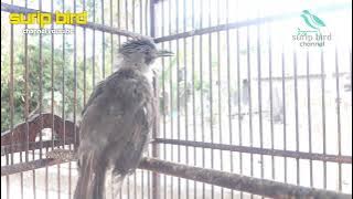 Kicauan keras!!!Burung Brinji kelabu jantan Gacor