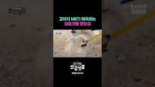 강아지 MBTI 예측하는 요즘것들 양요섭 #요서비의요즘것들