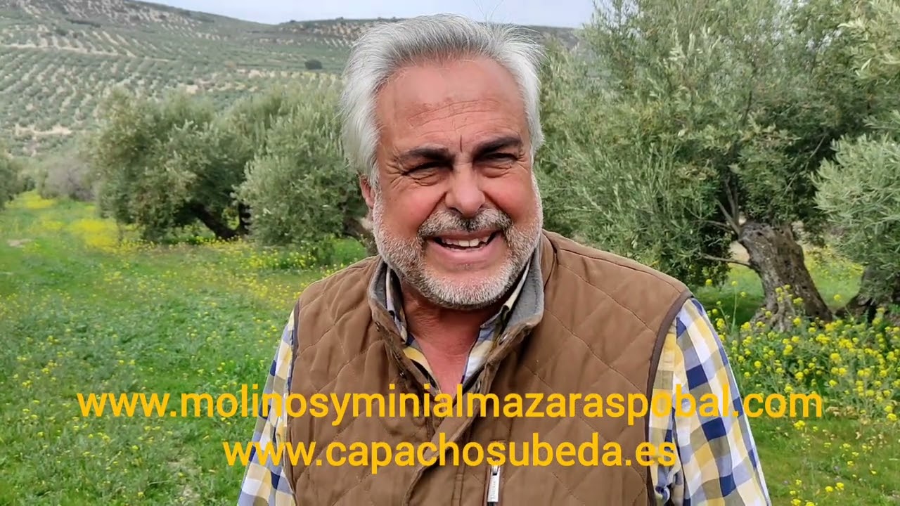 Abono y fertilización del olivar tradicional