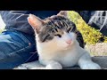 体付けてベンチでくつろいでる人懐っこくてかわいい猫ちゃん